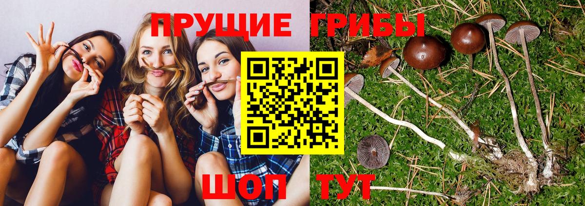 Псилоцибиновые грибы GOLDEN TEACHER  Вход с VPN  Кушва  Галлюциногенные грибы Psilocybine cubensis 