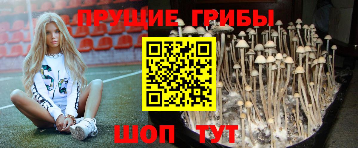 Псилоцибиновые грибы Psilocybe Кушва